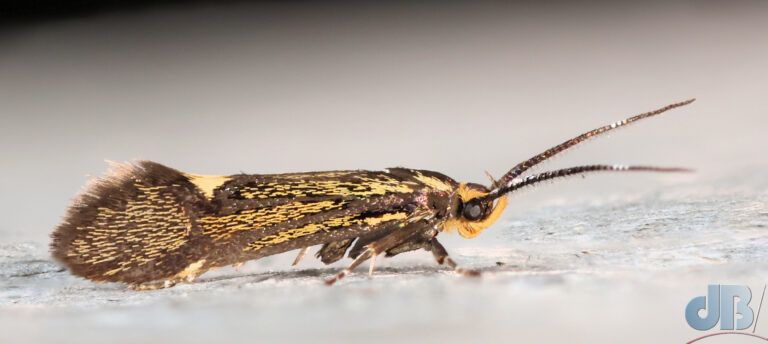 Sulphur Tubic (<em>Esperia sulphurella</em>)