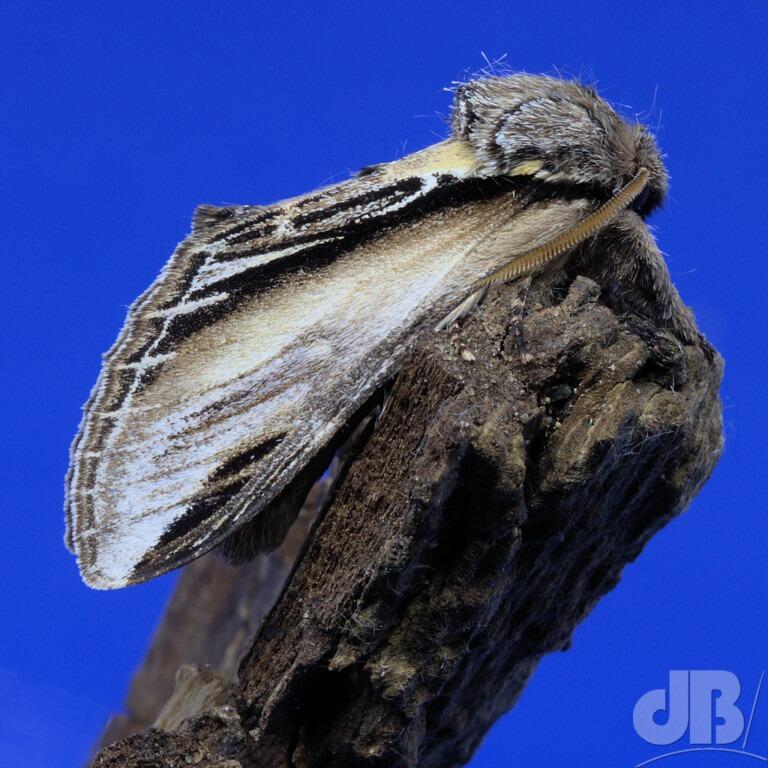 Swallow Prominent (<em>Pheosia tremula</em>)