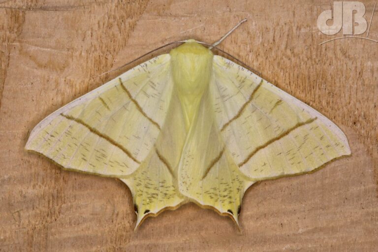 Swallow-tailed Moth (<em>Ourapteryx sambucaria</em>)
