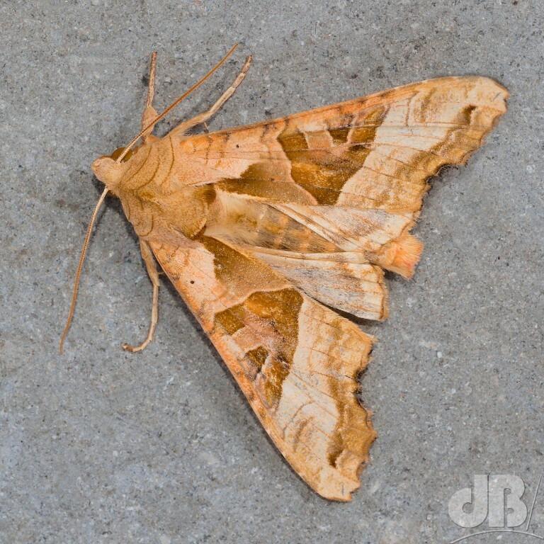 Angle Shades (<em>Phlogophora meticulosa</em>)