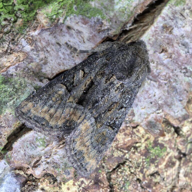 Tawny/Marbled Minor agg (<em>Oligia latruncula</em>)