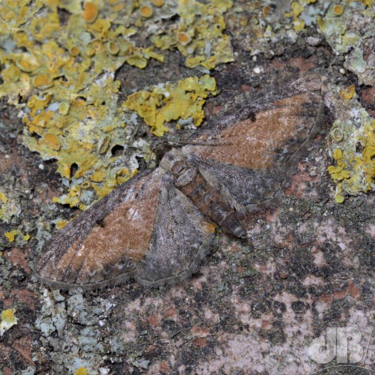 Tawny Speckled Pug (<em>Eupithecia icterata fulvata</em>)