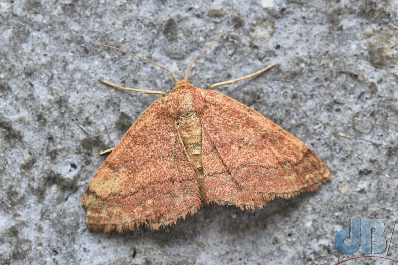 Tawny Wave (<em>Scopula rubiginata</em>)