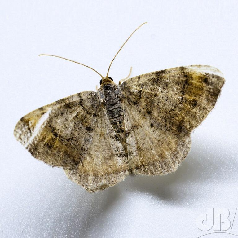 Tawny-barred Angle (<em>Macaria liturata</em>)