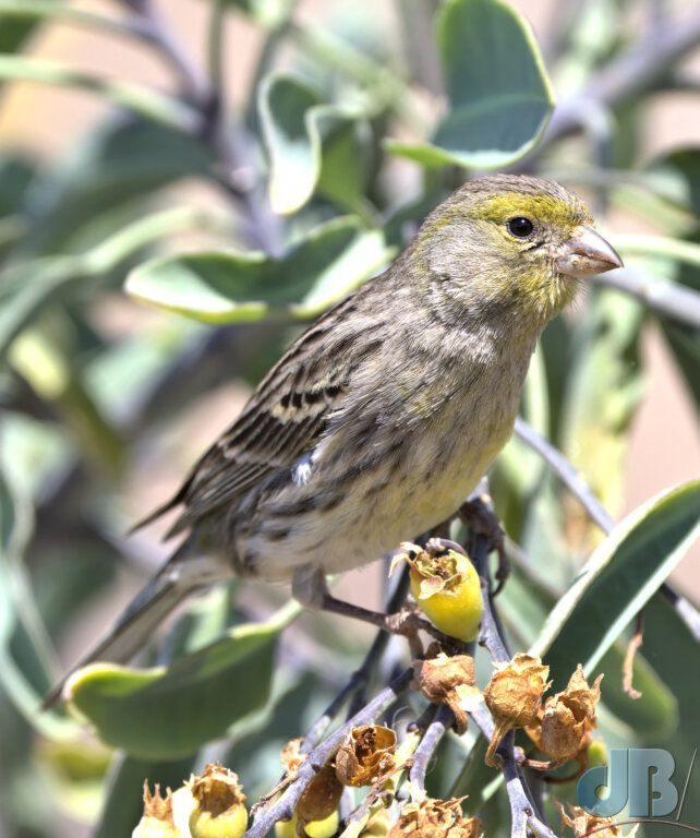 Atlantic Canary (<em>Serinus canaria</em>)