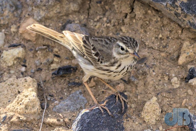 Bertholet’s Pipit (<em>Anthus berthelotii</em>)