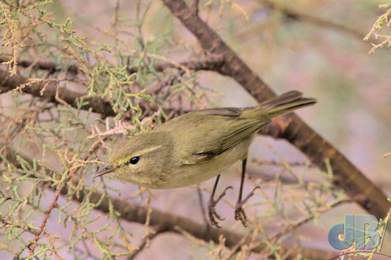 Canary Islands Chiffchaff (<em>Phylloscopus canariensis</em>)