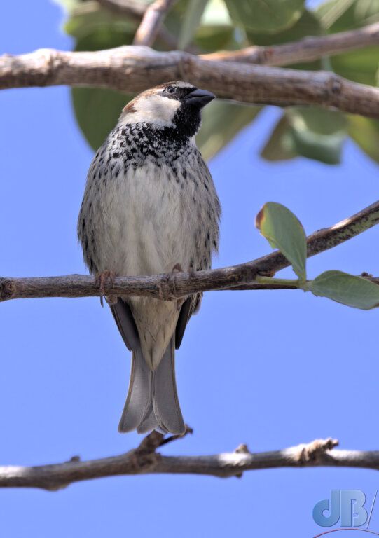 Spanish Sparrow (<em>Passer hispaniolensis</em>)