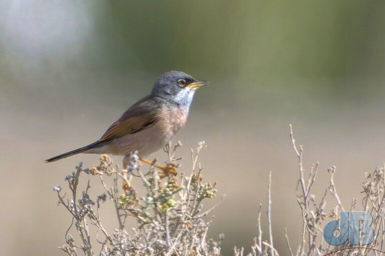 Spectacled Warbler (<em>Curruca conspicillata</em>)