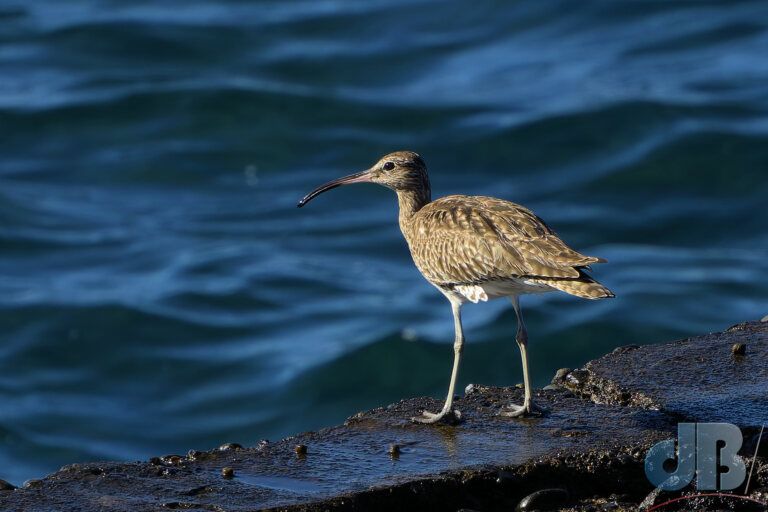 Eurasian Whimbrel (<em>Numenius phaeopus</em>)