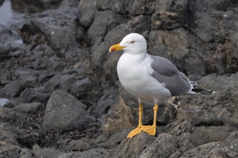 Atlantic Yellow-legged Gull (<em>Larus michahellis atlantis</em>)