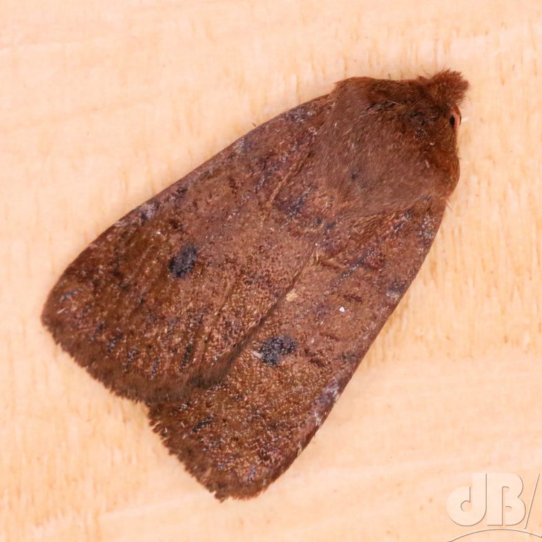 The Chestnut (<em>Conistra vaccinii</em>)