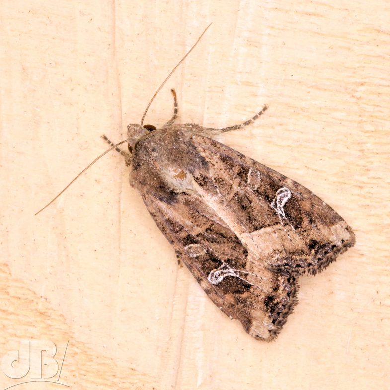 The Crescent (<em>Helotropha leucostigma</em>)