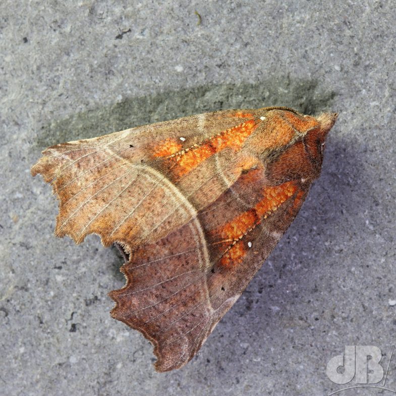 The Herald (<em>Scoliopteryx libatrix</em>)