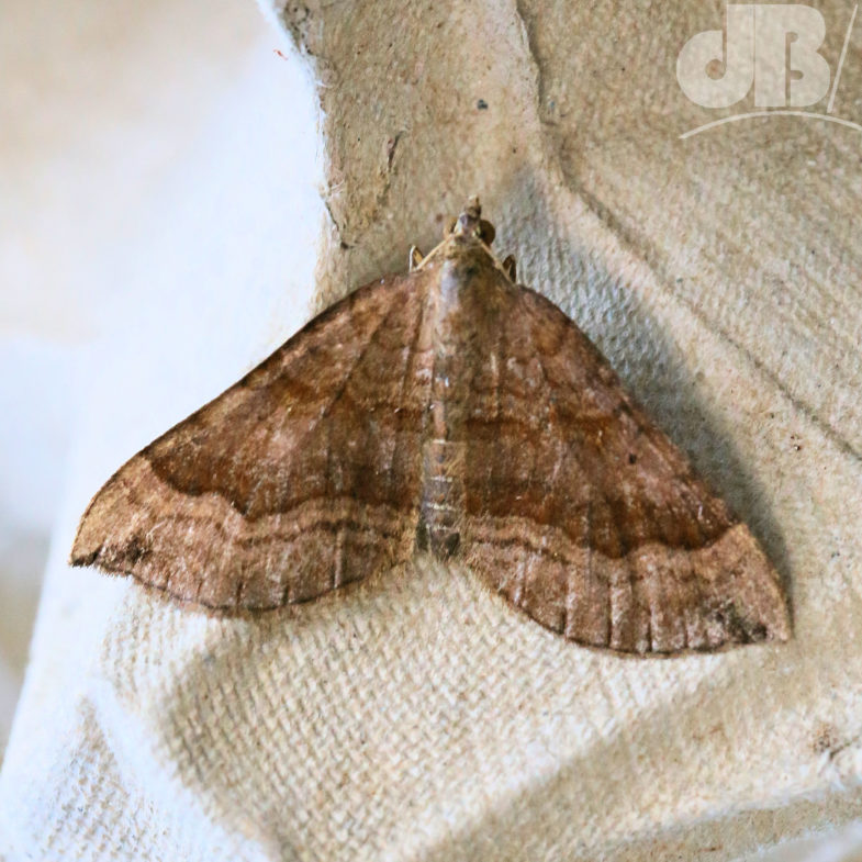 Shaded Broad-bar (<em>Scotopteryx chenopodiata</em>)