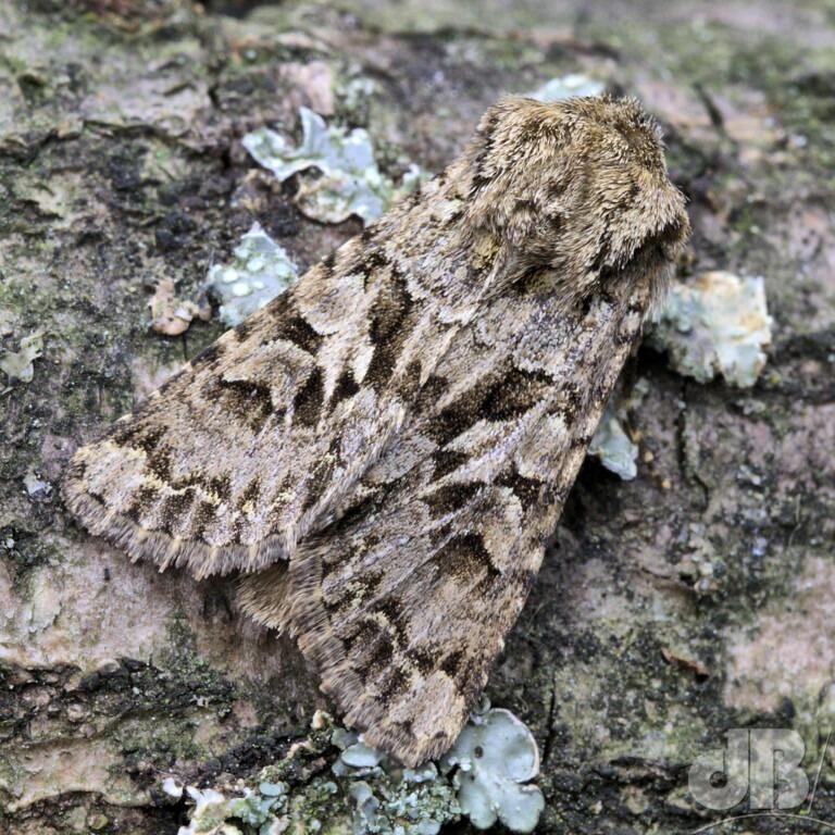 The Shears (<em>Hada plebeja</em>)