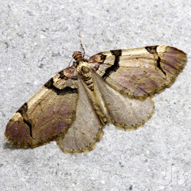 The Streamer (<em>Anticlea derivata</em>)