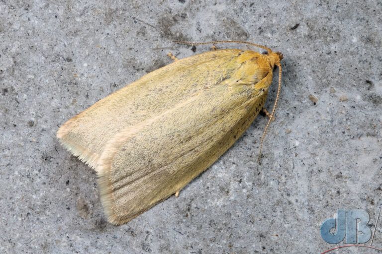 Timothy Tortrix (<em>Aphelia paleana</em>)