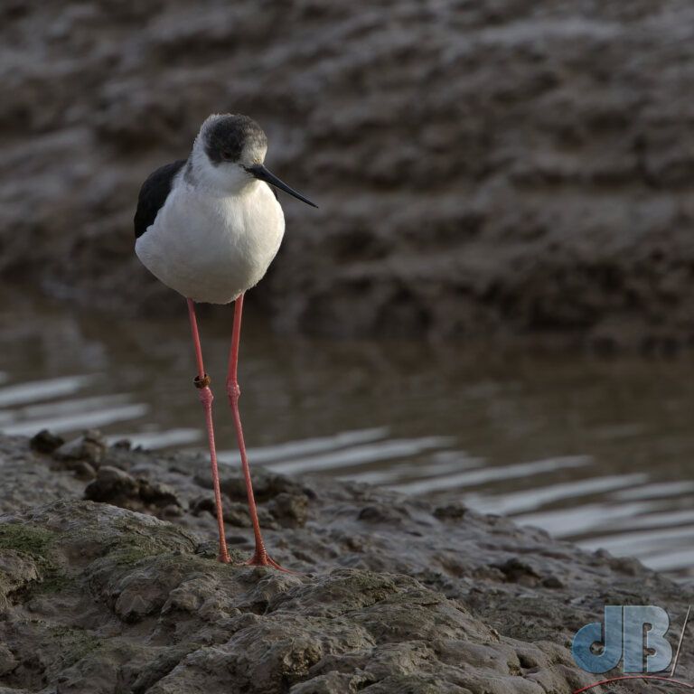 Black-winged Stilt (<em>Himantopus himantopus</em>)