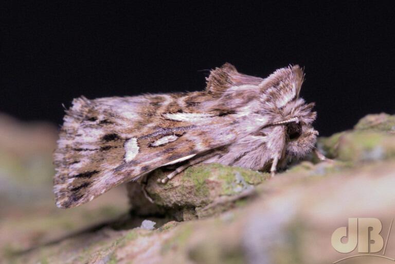 Toadflax Brocade (<em>Calophasia lunula</em>)