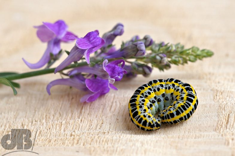 Larva of Toadflax Brocade (<em>Calophasia lunula</em>)
