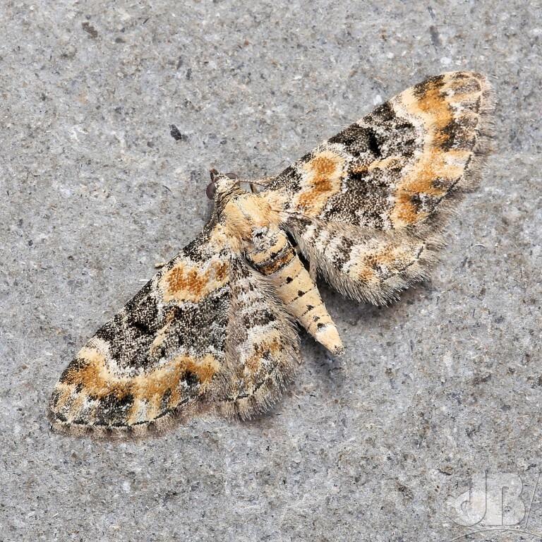 Toadflax Pug Eupithecia linariata</em>)