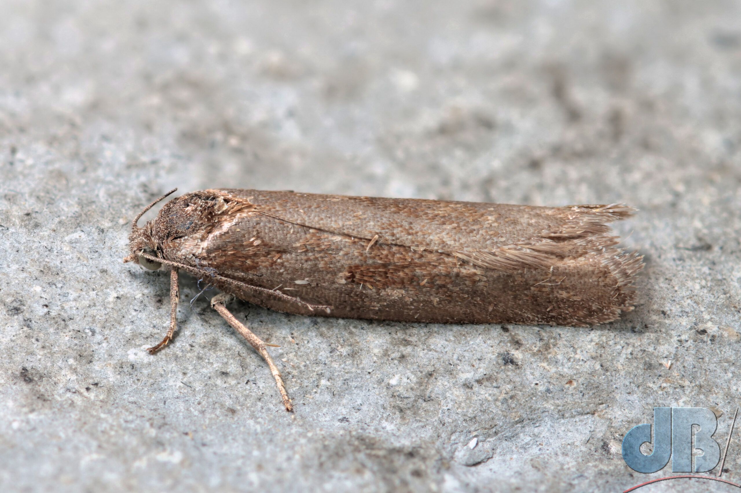 Spring Harbinger (<em>Tortricodes alternella</em>)