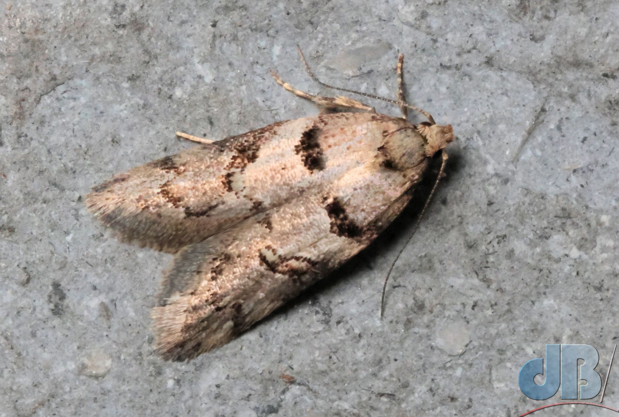Kiwi Enigma (<em>Trachypepla contritella</em>)