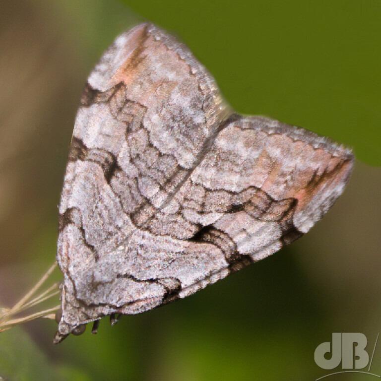 Treble-bar (<em>Aplocera plagiata</em>)