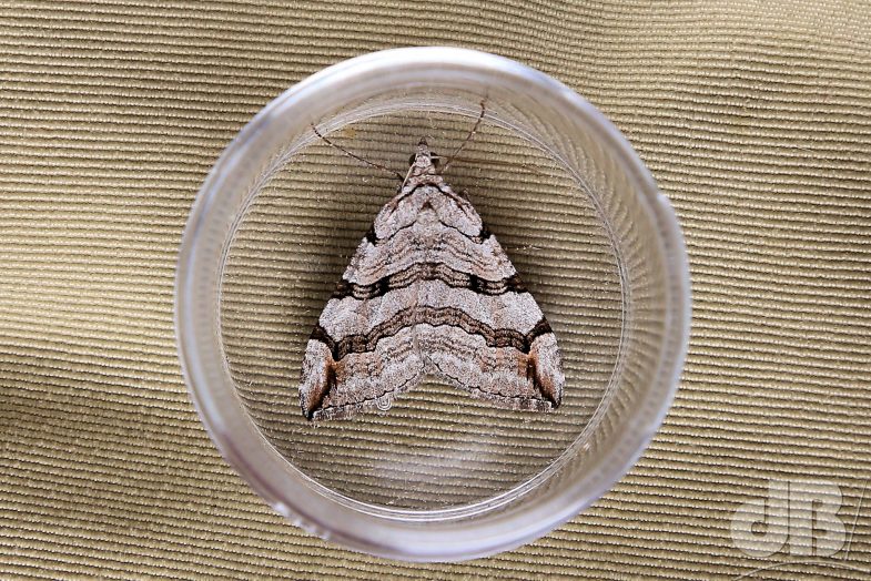 Treble-bar (<em>Aplocera plagiata</em>)