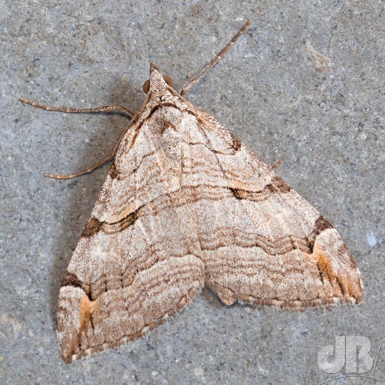 Treble-bar (<em>Aplocera plagiata</em>)