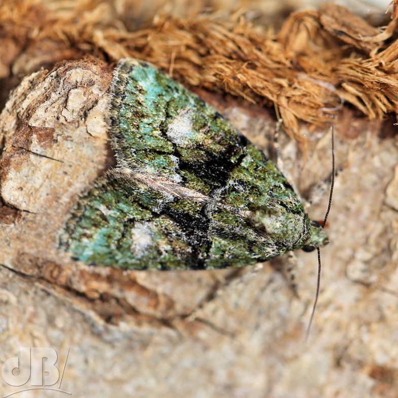 Tree-lichen Beauty (<em>Cryphia algae</em>)