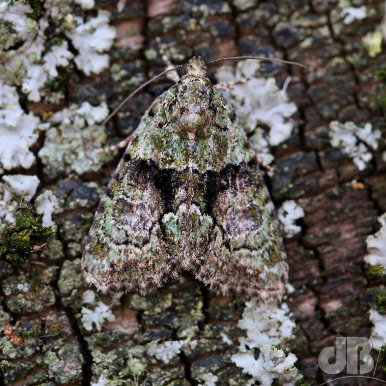 Tree-lichen Beauty (<em>Cryphia algae</em>)