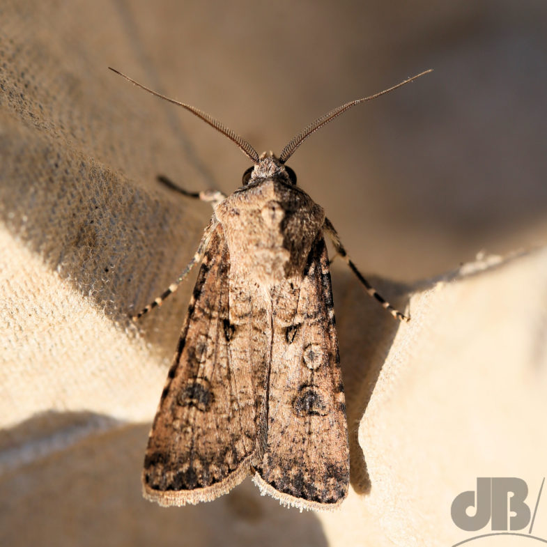 Turnip Moth (<em>Agrotis segetum</em>)