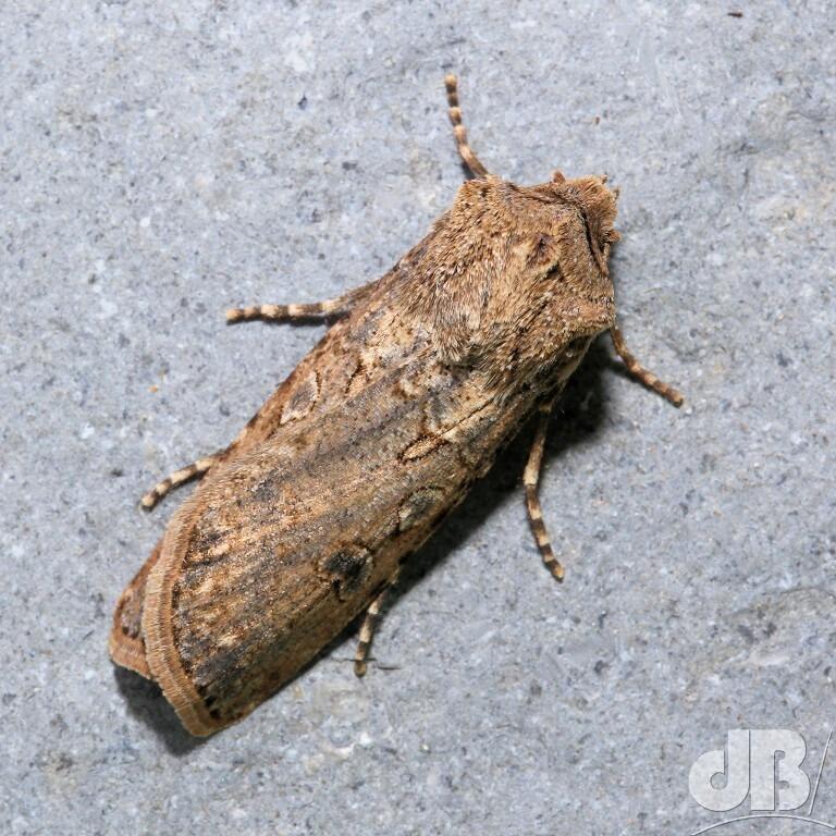 Turnip Moth (<em>Agrotis segetum</em>)