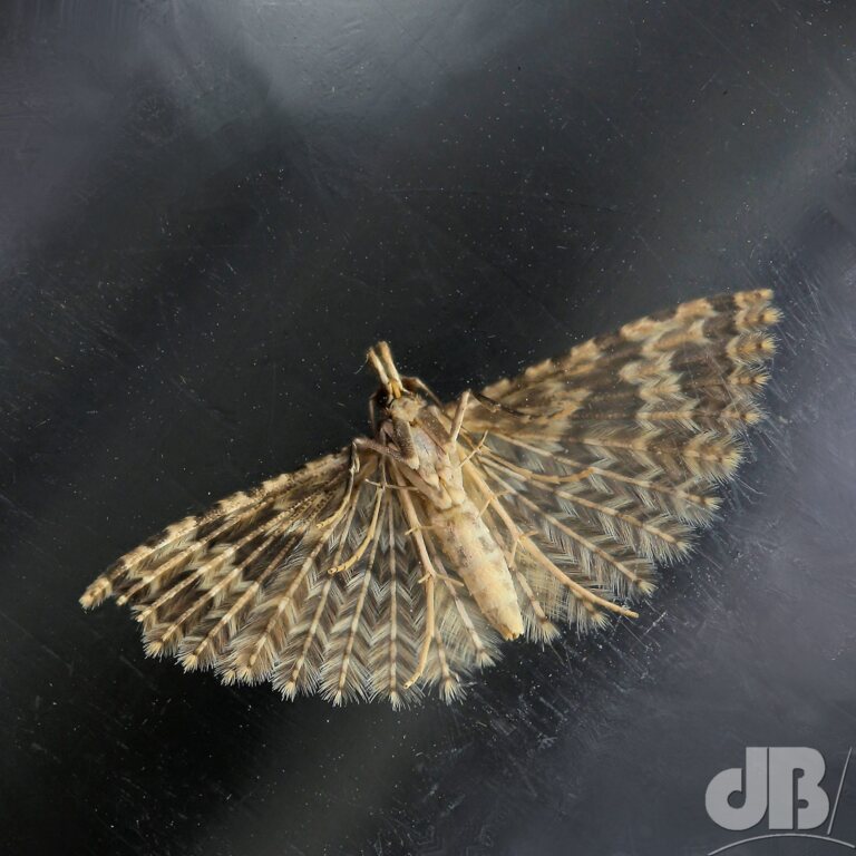 Twenty-plume Moth (<em>Alucita hexadactyla</em>)