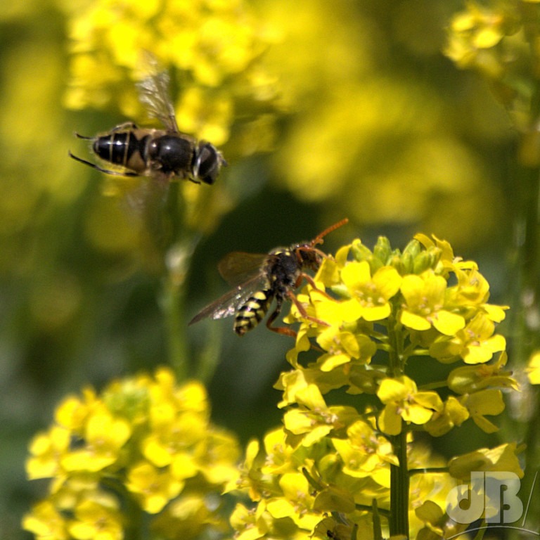 Hoverfly approach nomad bee on rape blossom