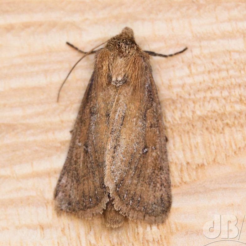 Twin-spotted Wainscot (<em>Lenisa geminipuncta</em>)