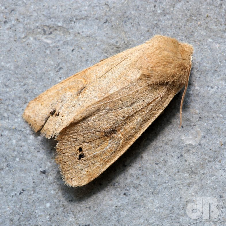 Twin-spotted Quaker (<em>Anorthoa munda</em>)