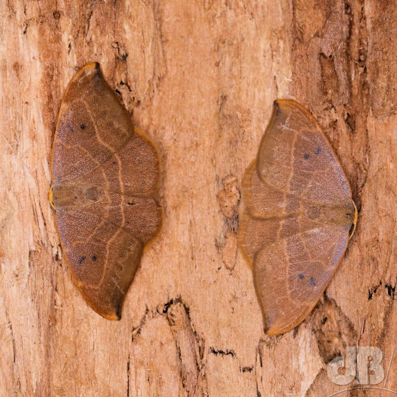 Oak Hook-tip (<em>Watsonalla binaria</em>)