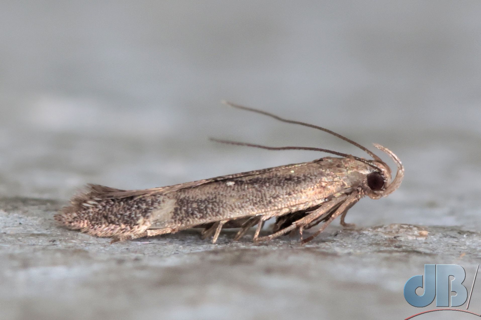 Vetch Moth (<em>Aproaerema anthyllidella</em>)