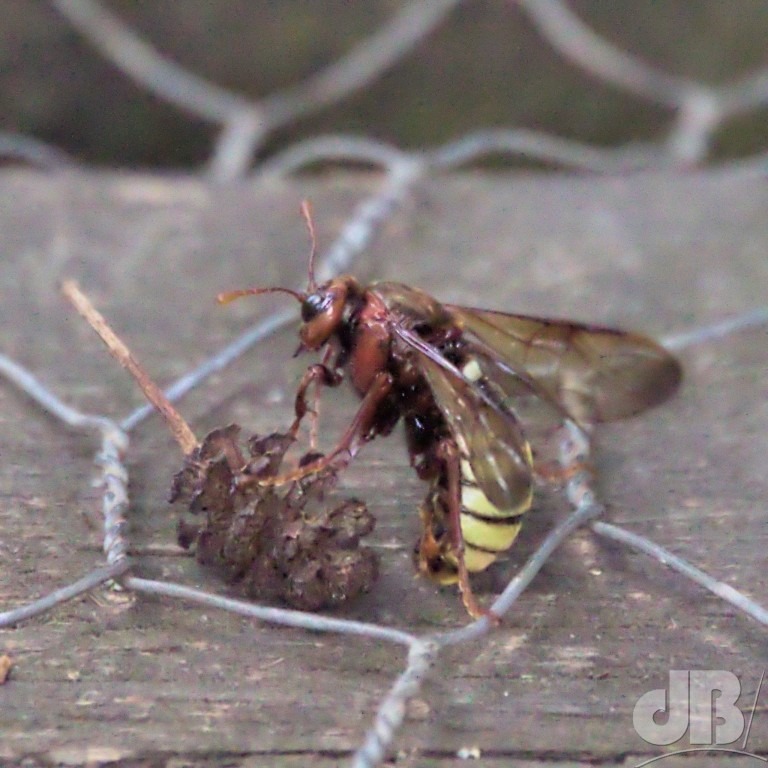 Birch Sawfly (<em>Cimbex femoratus</em>)