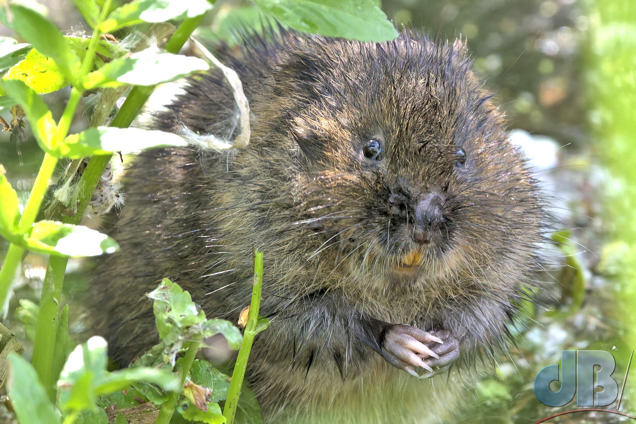 Water Vole (<em>Arvicola amphibius</em>)
