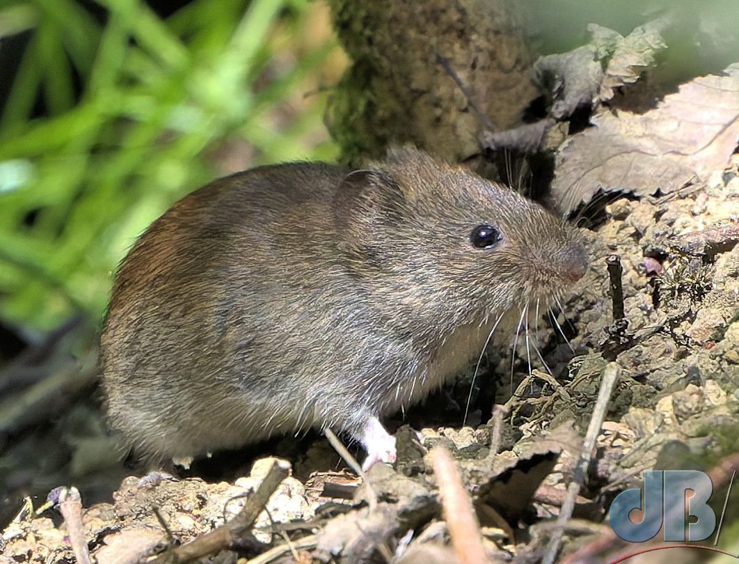 Bank Vole (<em>Clethrionomys glareolus</em>) 