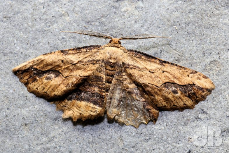 Waved Umber (<em>Menophra abruptaria</em>)