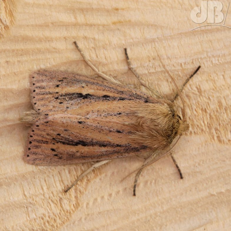 Webb's Wainscot (<em>Globia sparganii</em>)