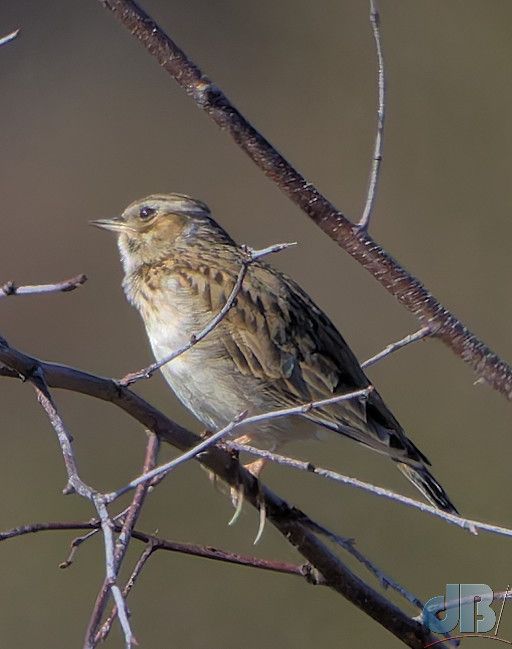 Woodlark (<em>Lullula arborea</em>)
