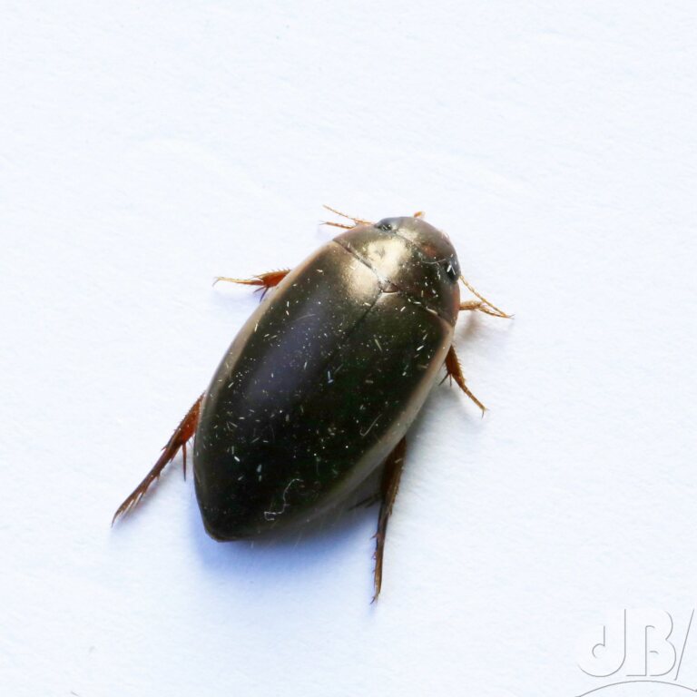 Beetle - Dytiscidae