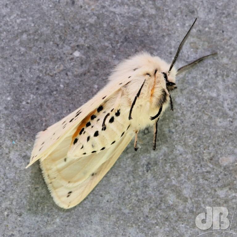 White Ermine (<em>Spilosoma lubricipeda</em>)