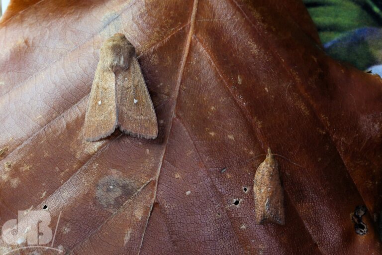 White-point (<em>Mythimna albipuncta</em>) and Light Brown Apple Moth (<em>Epiphyas postvittana</em>
